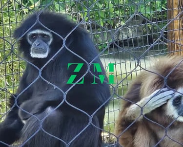 A black gibbon and a brown lar gibbon sitting behind a wire fence in a zoo enclosure.