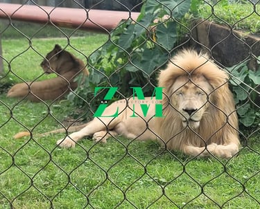A male lion with a large mane and a lioness resting behind a black oxide zoo mesh at a zoo.