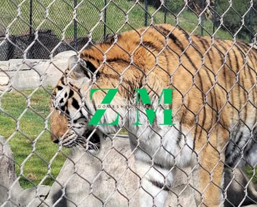 A Bengal tiger walking behind a protective chain link zoo mesh fence enclosure.
