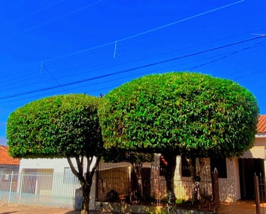 Poda de árvores com visual atraente
