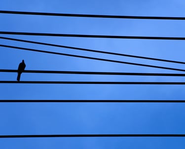 Silhouette of a bird perched on horizontal power lines against a clear blue sky background. alone