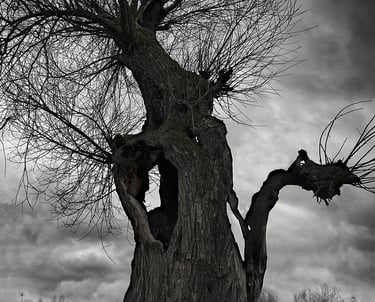 Spooky gnarled tree in a dark moody sky.