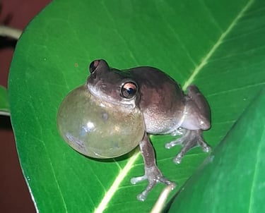 bleating tree frog