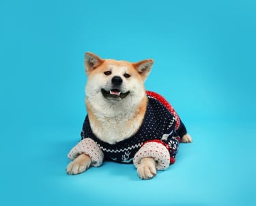 Un perro Shiba Inu sonriente que lleva un acogedor suéter navideño azul marino, sobre un fondo azul