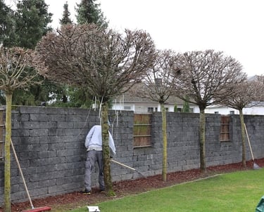 A person pruning topiary trees along a dark grey stone garden wall with a green lawn.
