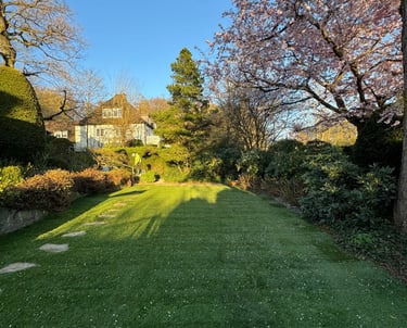 A lush green lawn surrounded by blossoming cherry trees and spring garden landscaping.