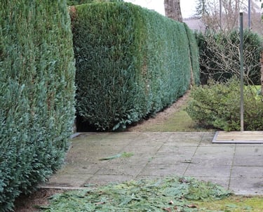 A tall, neatly trimmed cedar privacy hedge bordering a stone patio in a landscaped backyard garden.