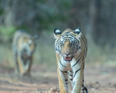 Head On Tiger Subadults - Book Safaris in India