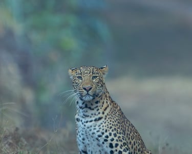 Leopard Sighting on Wildlife and Tiger Safaris in National Parks India