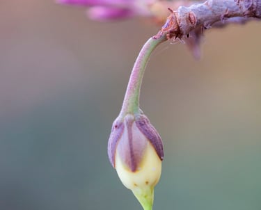 Mahua Flower Used in Country Liquor - Central India
