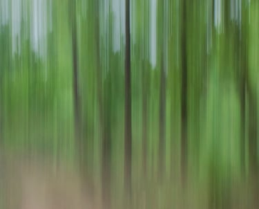 Saal Forest of Central India National Park