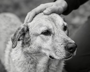 A calm, comforting scene of a pet owner holding their dog gently in a cozy living room.