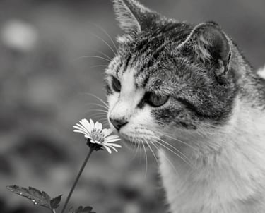 A caring veterinarian softly comforting a cat while sitting beside its owner on a couch.