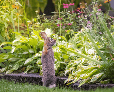 Pest Control in Dorset | Humane Rabbit Control | Dark Knight Pest Control