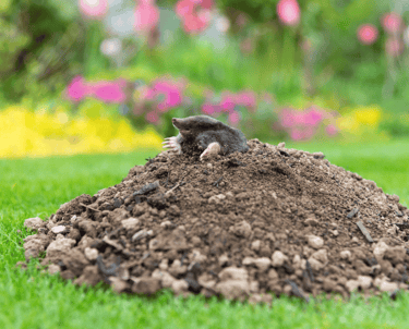 Pest Control in Dorset | Mole Problems Garden | Dark Knight Pest Control