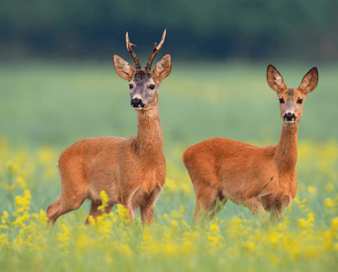 Pest Control in Dorset | Professional Deer Management | Dark Knight Pest Control