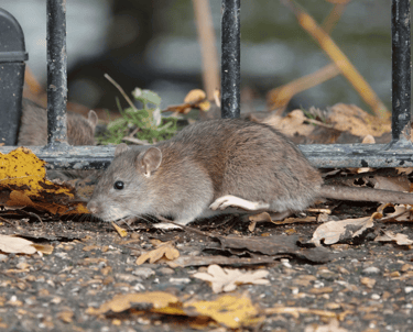 Pest Control in Dorset | Rat and Rodent Control Services | Dark Knight Pest Control