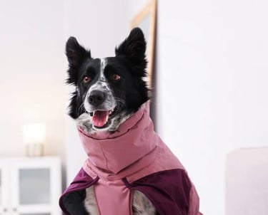 Un Border Collie blanco y negro con un abrigo rosa de invierno para perros dentro de casa.