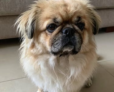 black blue and yellow textile