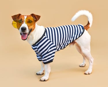 perro Jack Russell Terrier parado usando gafas amarillas y playera de rayas marinera
