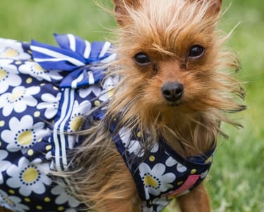 Un pequeño perro terrier desaliñado con un vestido azul de margaritas florales está de pie sobre la 