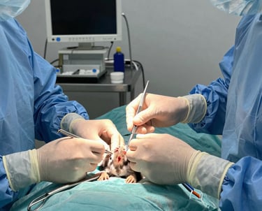 Close-up of a reptile receiving gentle care from a vet.