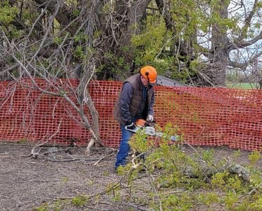 Professional arborist using a chainsaw to prune fallen tree branches near a safety fence.