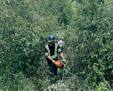 An arborist wearing a hard hat and safety vest uses a chainsaw to clear thick brush and trees.