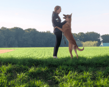 Happy dog and owner after successful training session outdoors
