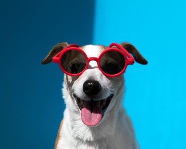 Un Jack Russell Terrier feliz con gafas de sol redondas rojas sobre un fondo azul brillante.
