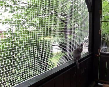 A happy cat safely perched behind a balcony net enjoying the fresh air.