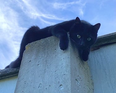 Séance d'ostéopathie pour chat en Belgique