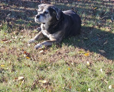 Old Dog Laying in the Grass