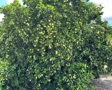 a large group of fruit trees in a field