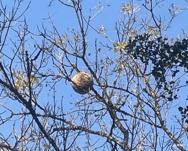 destruction nids frelon asiatique Le Havre 76