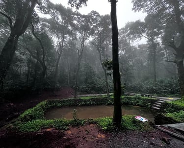 Coffee Plantation in a mountain homestay in Chikmagalur