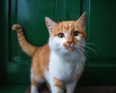 chat d'une famille en appartement qui utilise le service avec de la litière minérale