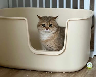 chat dans son bac à litière propre et entretenu sans odeurs par le service 