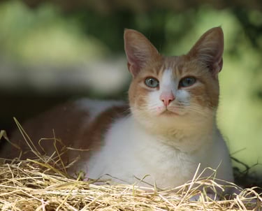 chat profitant de sa litière végétale agglomérante fabriquée en France et fournie par LVSC