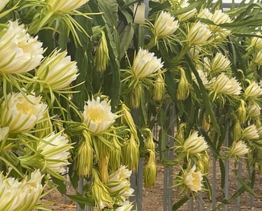 La pitaya (Hylocereus spp.) es un cactus tropical trepador originario del Sur de México y Centroamér