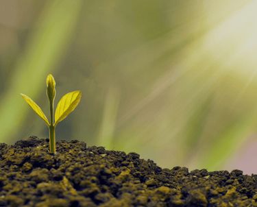 a small plant on soil