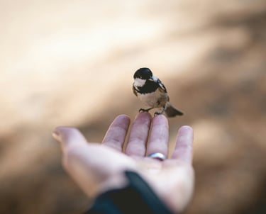 eine offene Hand, auf der ein kleiner Vogel sitzt