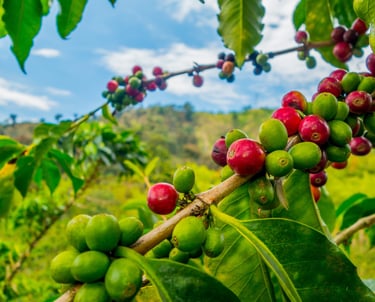 a bunch of coffee beans on a tree branch