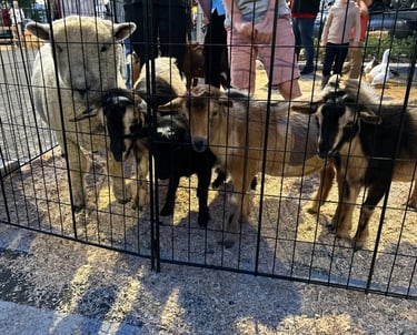 petting zoo rentals