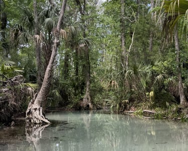 Rainbow Springs