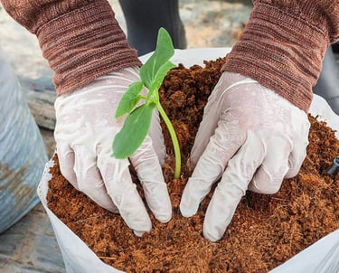 Hands planting a seedling in organic cocopeat, illustrating cocopeat's use as a growing medium