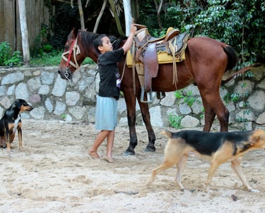 a boy saddles up a horse to go to work in Puerto Vallarta