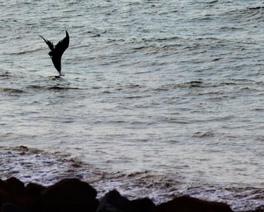 a bird flying into the Pacific Ocean of water while fishing in Puerto Vallarta
