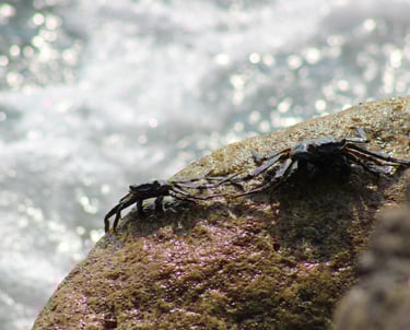 crabs hold tight to the rocks while waves crash around them