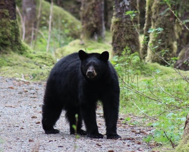 a black bear standing on a path in a forest